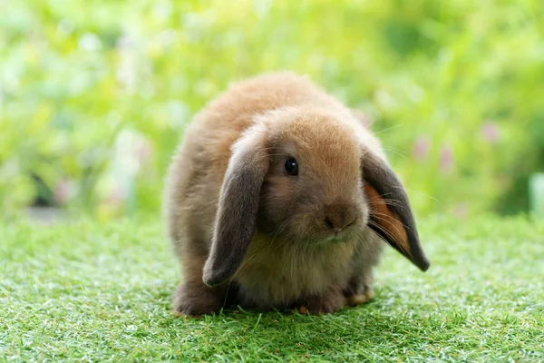 Adorable Bebé Esponjoso Conejo Marrón Sentado Sobre Hierba Verde Sobre —  Fotos de Stock