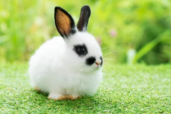 自然を背景に緑の草の上に座っている間に何かを見て素敵な毛皮のような赤ちゃん白と黒ウサギ イースター動物の新しい生まれウサギの概念 — ストック写真