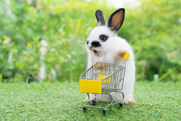 Чарівний Кролик Білий Чорний Штовхає Порожній Жовтий Кошик Покупок Ходячи — стокове фото