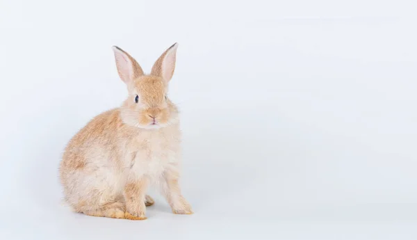 Очаровательные Новорожденные Коричневые Кролики Смотрят Сидя Изолированном Белом Фоне Пасхальный — стоковое фото