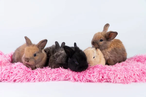一群可爱的小兔子宝宝躺在一起 躺在粉红的毛毯上 盖在白色的背景上 毛茸茸的小哺乳动物舒服地坐在棉织物上 复活节动物兔子概念 — 图库照片
