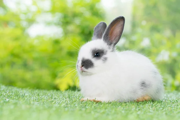 Precioso Bebé Peludo Conejo Blanco Negro Mirando Algo Mientras Está —  Fotos de Stock