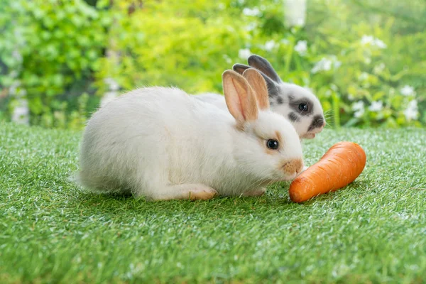 イースター動物の家族ウサギの概念 二つの愛らしい新生児白 茶色と灰色の赤ちゃんウサギ食べる新鮮なオレンジニンジン白自然を背景に緑の牧草地に一緒に座って — ストック写真