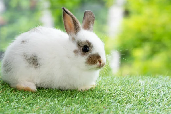 Веселый Пушистый Белый Коричневый Кролик Смотрит Сидя Зеленой Траве Фоне — стоковое фото