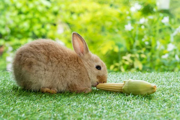 自然を背景に緑の芝生の牧草地に座っている間 愛らしい小さな毛皮のような茶色のウサギ空腹の有機新鮮な赤ちゃんのトウモロコシを食べる イースターアニマルウサギのコンセプト — ストック写真