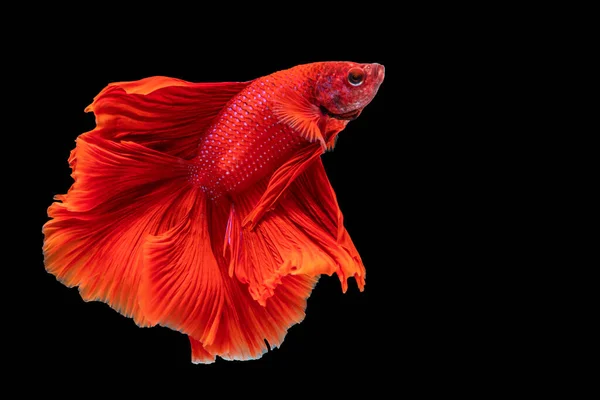 Halfmoon Betta Lucha Contra Los Peces Tailandia Sobre Fondo Negro —  Fotos de Stock