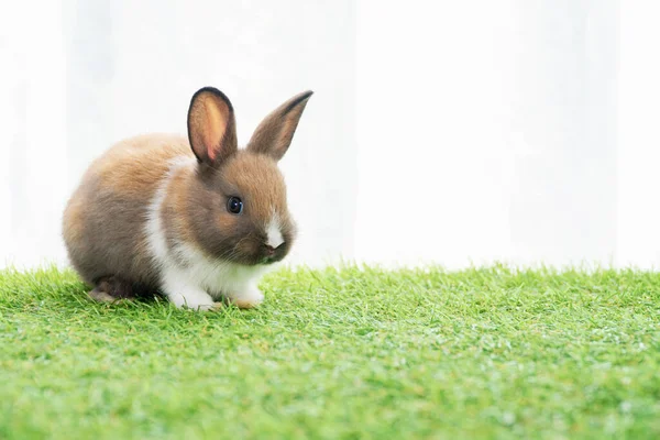 Paskalya Tavşanı Konsepti Sevimli Küçük Tüylü Kahverengi Beyaz Yavru Tavşan — Stok fotoğraf