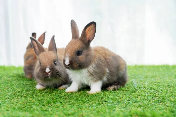 Küçük Tüylü Sevimli Kahverengi Yavru Tavşanlar Yeşil Çimlerin Üzerinde Birlikte — Stok fotoğraf