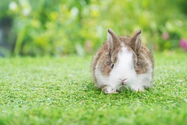 Precioso Bebé Peludo Conejo Blanco Marrón Mirando Algo Mientras Está —  Fotos de Stock
