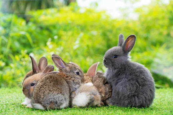Altı Tüylü Tavşan Grubu Yeşil Çimlerin Üzerinde Oturarak Uzanarak Doğal — Stok fotoğraf