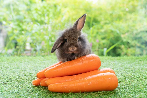 Adorable Conejito Conejo Negro Marrón Bebé Pequeño Sentado Con Pila — Foto de Stock