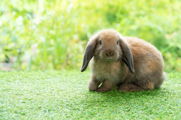 사랑스럽게 토끼가 있습니다 야외에서 귀엽고 귀여운 싱글이었어 부활절 동물의 — 스톡 사진