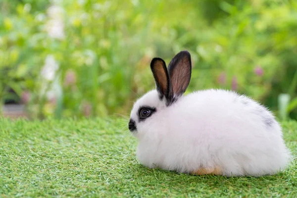 Concepto Conejito Recién Nacido Animal Pascua Precioso Bebé Peludo Conejo — Foto de Stock