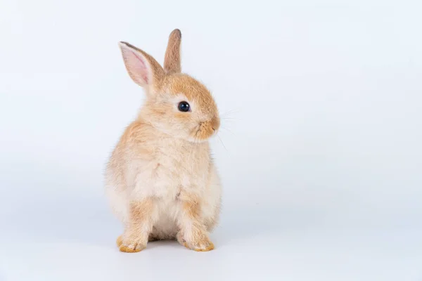 Easter Bunny Animal Concept Adorable Newborn Baby Brown Rabbit Bunnies — Stock Photo, Image