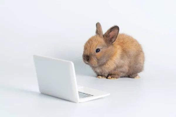 Uroczy Futrzany Mały Brązowy Króliczek Patrzący Laptopa Uczy Się Czegoś — Zdjęcie stockowe