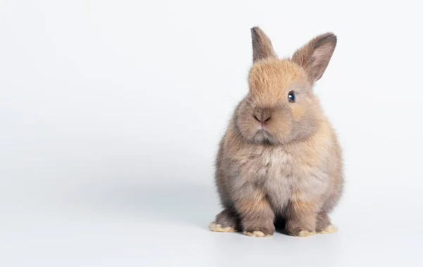 Adorables Conejitos Conejo Marrón Recién Nacidos Mirando Algo Mientras Están —  Fotos de Stock