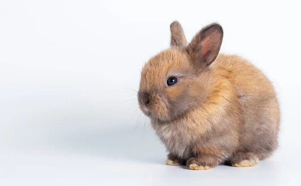 스러운 갓난아기 토끼토끼는 무엇인가를보고 부활절 — 스톡 사진
