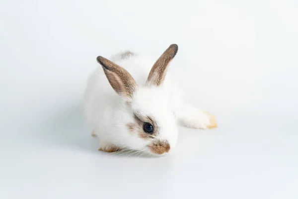 Adorables Conejitos Recién Nacidos Conejo Blanco Marrón Mirando Algo Mientras —  Fotos de Stock
