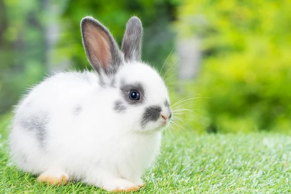 Concepto Conejito Recién Nacido Animal Pascua Precioso Bebé Peludo Conejo —  Fotos de Stock