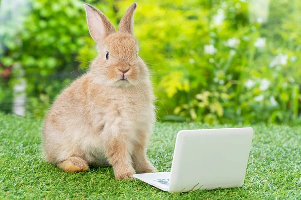 랩탑을 갈색의 토끼입니다 귀여운 새끼토끼는 잔디밭의 배경에 공책을 있습니다 부활절 — 스톡 사진