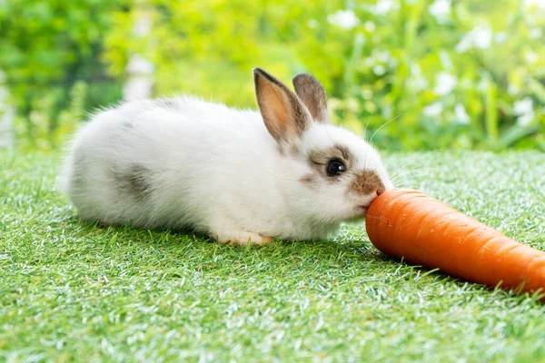 Conceito Coelho Animais Páscoa Adorável Recém Nascido Branco Marrom Bebê — Fotografia de Stock