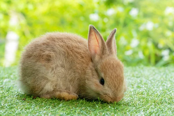 Adorable Bebé Esponjoso Conejo Marrón Sentado Sobre Hierba Verde Sobre — Foto de Stock