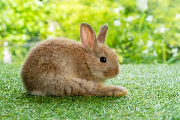 Concepto Conejito Animal Pascua Adorable Bebé Conejo Marrón Limpieza Propio —  Fotos de Stock