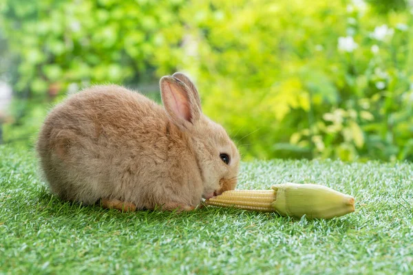 Osterhasen Konzept Entzückende Winzige Pelzige Braune Kaninchen Hungrig Fressen Bio — Stockfoto