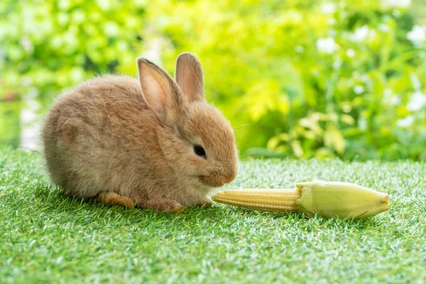 Concepto Conejito Animal Pascua Adorable Pequeño Conejo Marrón Peludo Hambriento — Foto de Stock