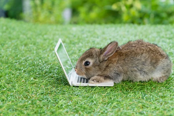Nowonarodzony Mały Brązowy Króliczek Małym Laptopem Siedzącym Zielonej Trawie Uroczy — Zdjęcie stockowe