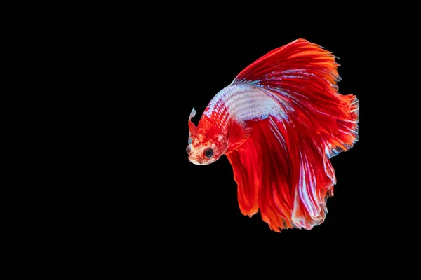 Tecrit Edilmiş Siyah Arka Planda Balıklarla Savaşmanın Hareket Gücü Kırmızı — Stok fotoğraf