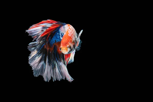 Rhythmic Betta Fighting Fish Isolated Black Background Moving Moment Beautiful — Stock Photo, Image