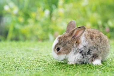 Şirin tüylü tavşan yavrusu beyaz ve kahverengi Bokeh doğa arka planında yeşil çimlerde otururken bir şeye bakıyor. Paskalya hayvanı yeni doğan tavşan konsepti.