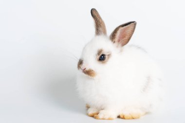 Yeni doğmuş sevimli bebek beyaz ve kahverengi tavşan tavşanlar izole edilmiş beyaz arka planda otururken kameraya bakıyorlar. Paskalya tavşanı hayvan konsepti.