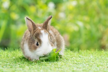 Sevimli tavşan yavrusu beyaz tavşan, yeşil çimlerin üzerinde otururken sebze yiyor. Paskalya tavşanı hayvan konsepti.