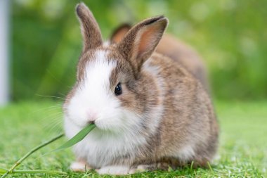 Sevimli tavşan yavrusu bokeh doğa arka planında yeşil çimlerde otururken taze Timothy otu yiyor. Bebek kahverengi beyaz çimenlikte taze ot yer. Paskalya tavşanı hayvan konsepti.