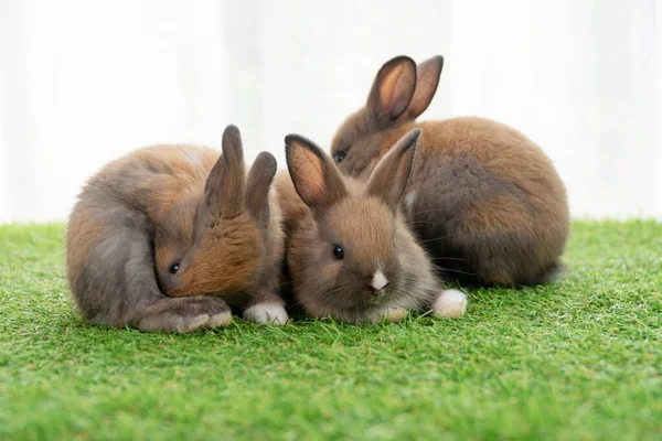 Группа Крошечных Пушистых Кроликов Коричнево Белых Сидящих Вместе Зеленой Траве — стоковое фото