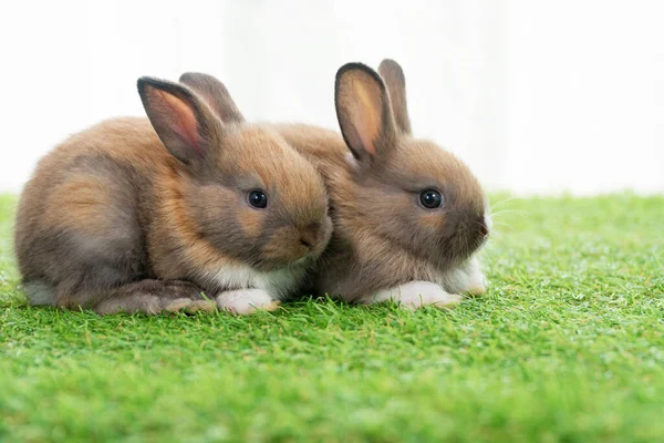 Pequeño Conejo Peludo Adorable Bebé Sentado Juntos Hierba Verde Dos — Foto de Stock