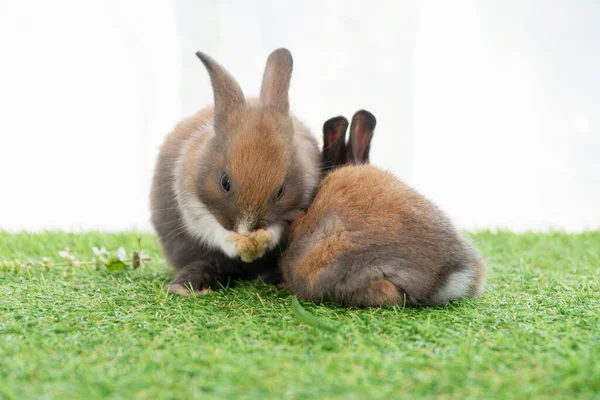 Küçük Tüylü Tavşan Yavrusu Yeşil Çimlerin Üzerinde Birlikte Oturuyor Sevimli — Stok fotoğraf