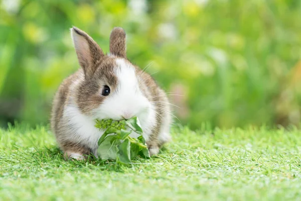 Sevimli Tavşan Yavrusu Beyaz Tavşan Yeşil Çimlerin Üzerinde Otururken Sebze — Stok fotoğraf