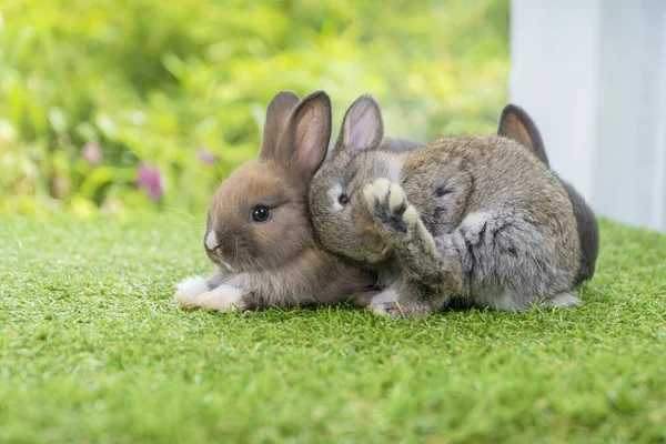 Two Cuddly Furry Rabbit Bunny Sitting Playful Together Green Grass — Stock Photo, Image