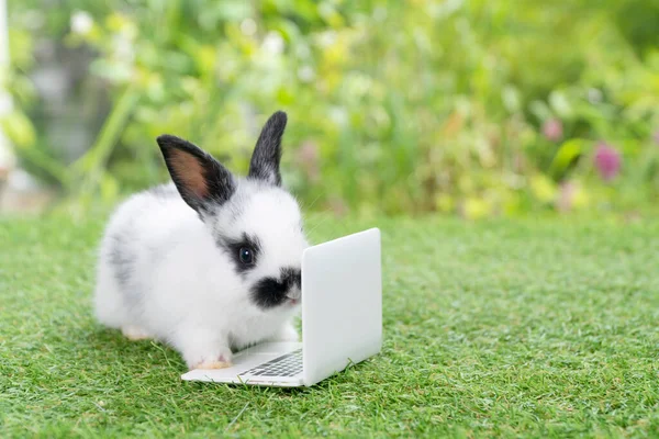 랩탑을 태어난 토끼입니다 귀여운 새끼는 잔디밭의 배경에 무언가를보고 있습니다 부활절 — 스톡 사진