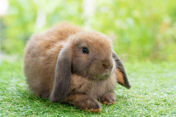 自然な背景の緑の芝生の上に座って愛らしいふわふわの赤ちゃんウサギの茶色 屋外で非常にかわいい野生動物のシングル イースター動物のコンセプト — ストック写真