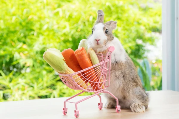 Чарівний Кролик Білий Коричневий Штовхає Кошик Покупок Має Свіжу Моркву — стокове фото