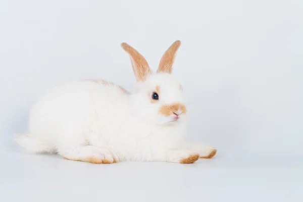 스러운 토끼토끼는 갈색의 흰색을 부활절 — 스톡 사진