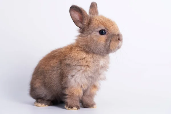 Adorables Conejitos Recién Nacidos Conejo Marrón Mirando Algo Mientras Sienta —  Fotos de Stock