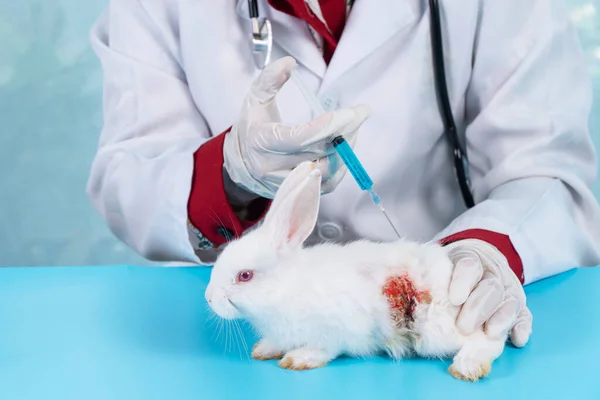 Médica Veterinária Usando Imunização Seringa Para Coelho Branco Doente Mesa — Fotografia de Stock