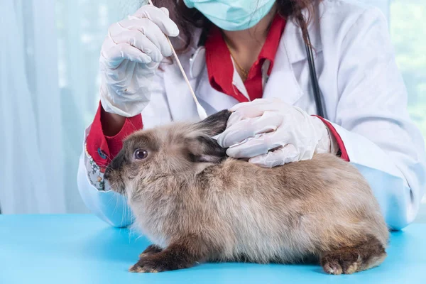 수의사인 여성은 면화를 깨끗하게 사용하여 청진기를 사용하여 의료용 장갑을 진료소 — 스톡 사진