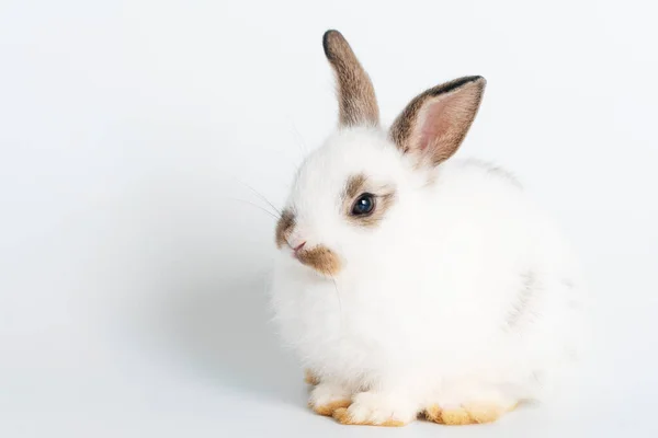 Adorables Conejitos Recién Nacidos Conejo Blanco Marrón Mirando Cámara Mientras —  Fotos de Stock