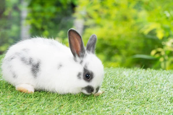 Heerlijk Harig Baby Konijn Konijn Wit Zwart Kijken Naar Iets — Stockfoto